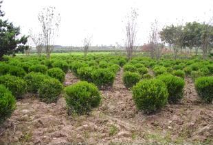 綠化工程 打造綠色生態(tài)，構建美麗家園