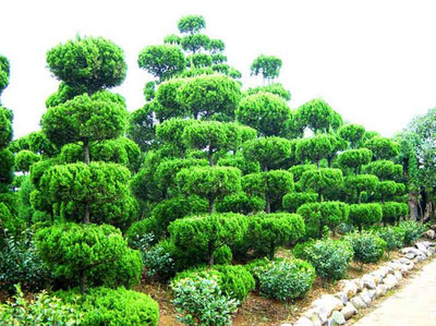 威海華興綠化工程 優(yōu)質(zhì)苗木供應與專業(yè)綠化服務一體化解決方案