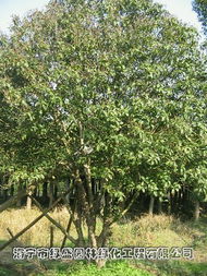 海寧市綠盛園林綠化工程 匠心筑綠，產品與服務的完美融合