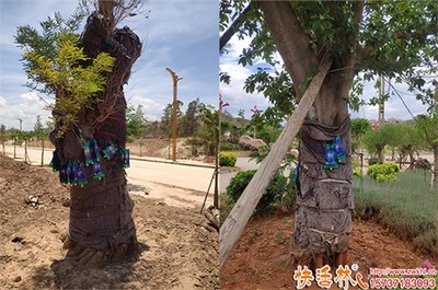 綠化大樹養護營養液選擇指南 功效、用法與品牌推薦